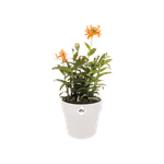 b.for original rond 14cm blanc